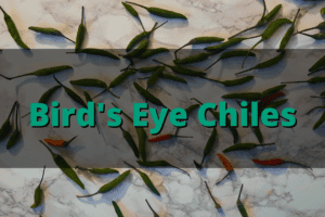 link-button-Birds-Eye-Chiles-ingredient-profile