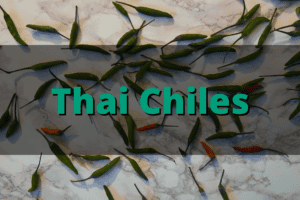 link-button-thai-chiles-birds-eye-chiles-ingredient-profile