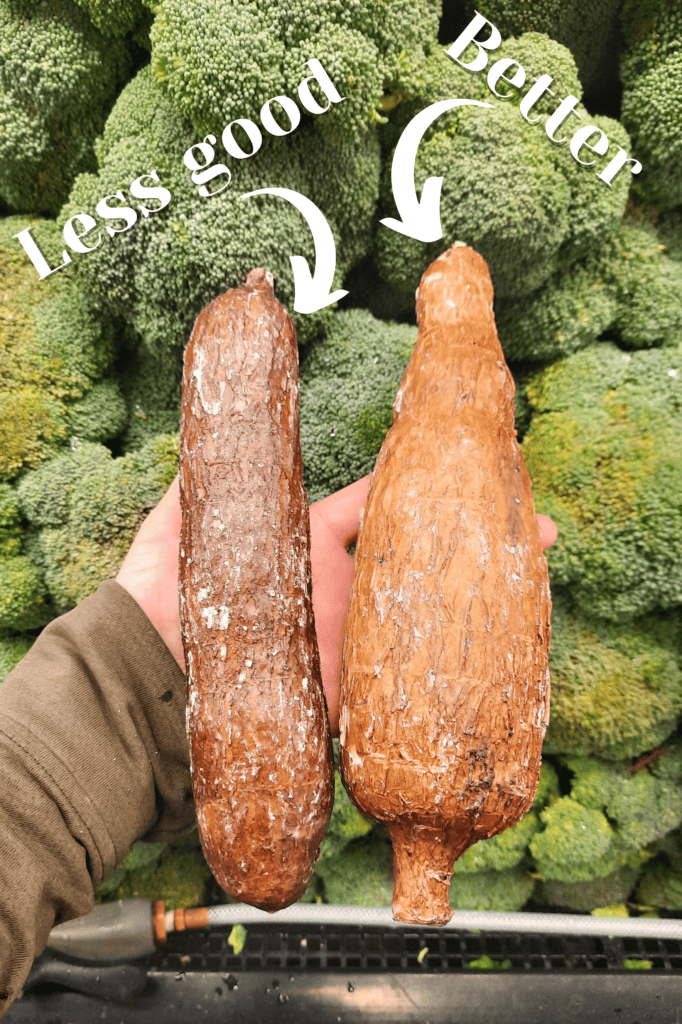 visual-comparison-for-quality-between-two-yuca-cassava-roots